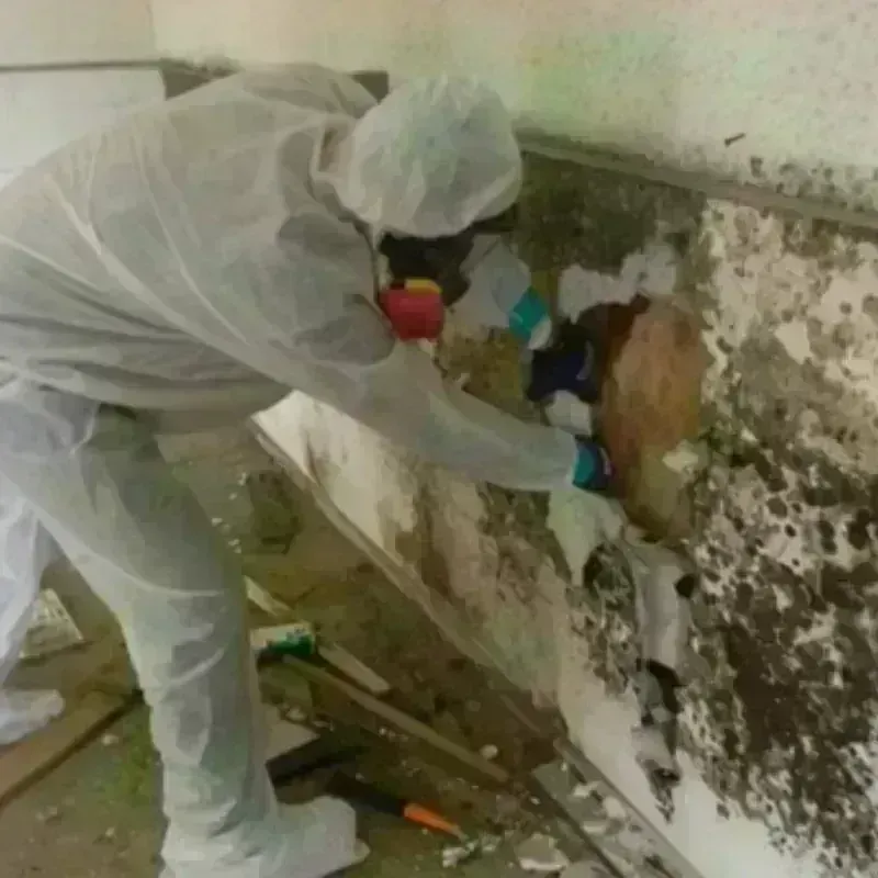 Mold Remediation and Removal in Lincoln County, MS